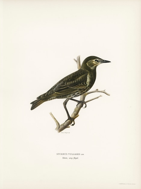 Étourneau sansonnet (Sturnus vulgaris) illustré par les frères von Wright.