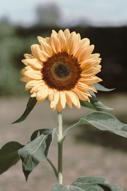 Photo gratuite tournesol jaune à feuilles vertes