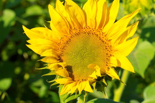 Tournesol jaune