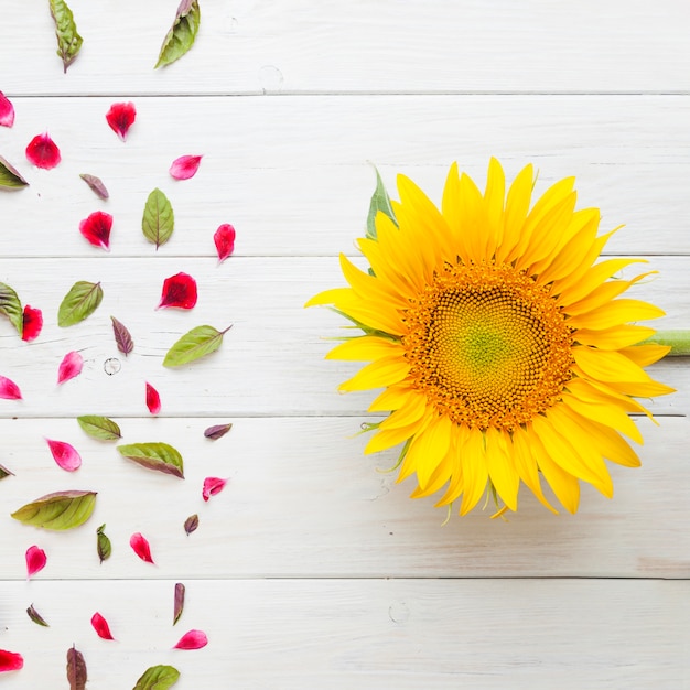 Photo gratuite tournesol avec des pétales et des feuilles