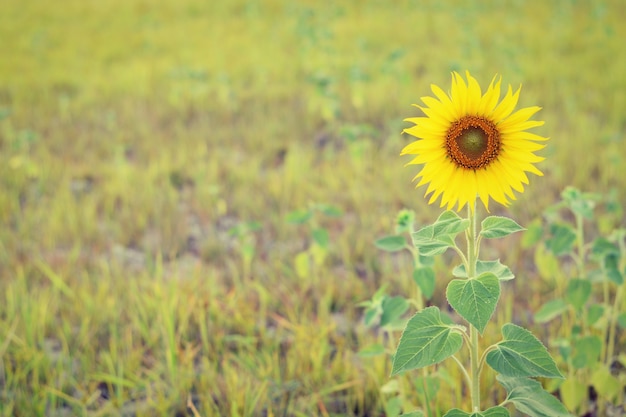 tournesol solitaire dans la prairie