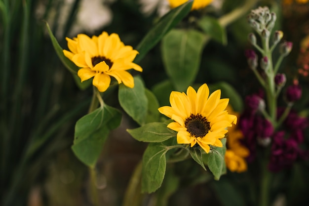 Tournesols colorés avec des tiges vertes