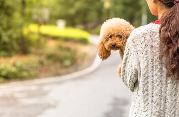 Toy Poodle regardant la caméra