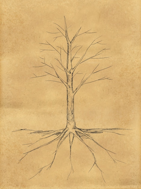 Tree Sketch pas de feuilles de racine sur papier