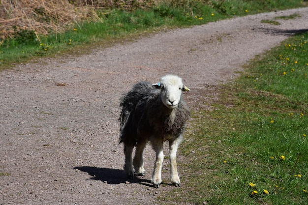 Très mignon bébé agneau immobile dans une voie
