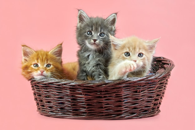 Trois Chatons Maine Coon En Panier Couleur Creme Rouge Et Gris Chats Mignons De Race A Poil Court Sur Fond Rose Chatons Attrayants Aux Cheveux Roux Beiges Et Gris De La Nouvelle Trois Chatons Maine Coon En Panier Couleur Creme Rouge Et Gris Chats Mignons De Race A Poil Court Sur Fond Rose Chatons Attrayants Aux Cheveux Roux Beiges Et Gris De La Nouvelle