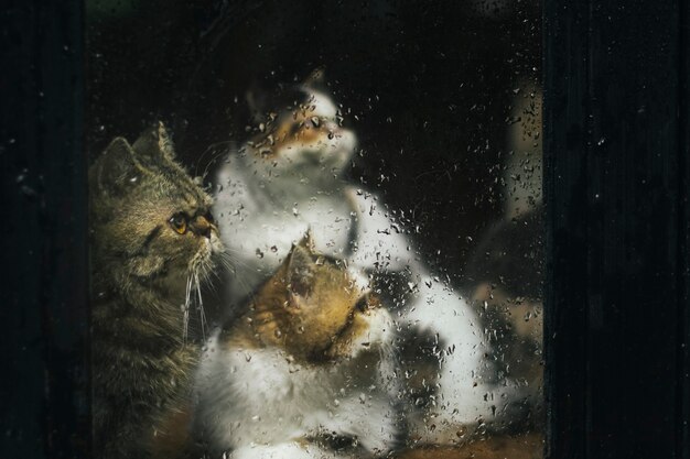 Trois chats à travers une fenêtre mouillée