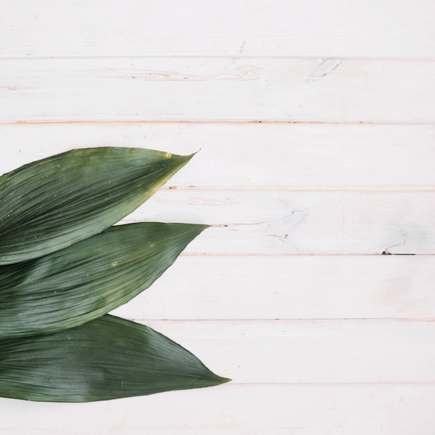 Photo gratuite trois feuilles vertes sur la table