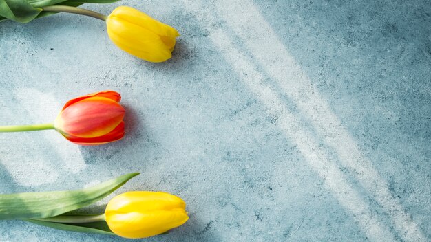 Trois fleurs de tulipes sur table