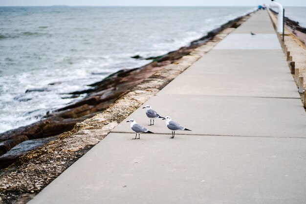 Trois mouettes debout sur la passerelle pavée à côté d'une plage