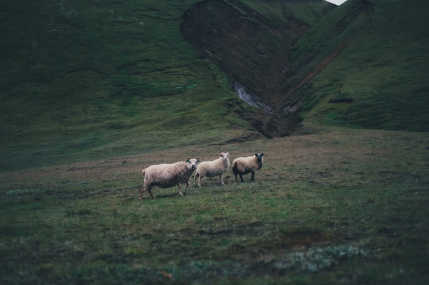 Trois moutons debout dans les collines verdoyantes par une journée sombre