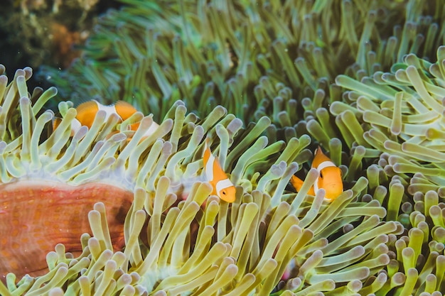 Trois poissons clown nounous niche (anemonefish) dans l&#39;anémone verte.