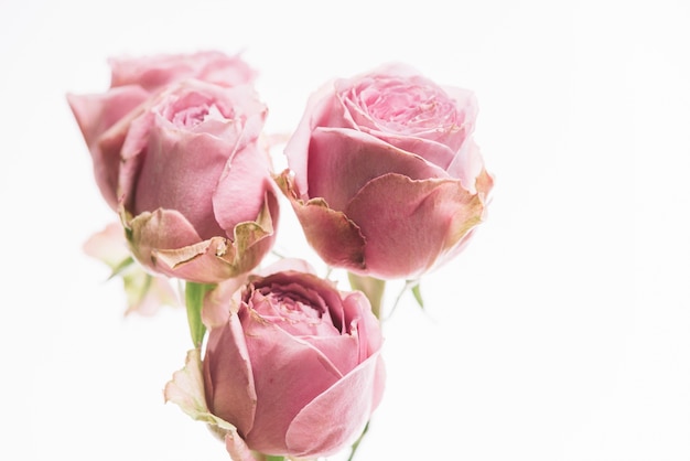 Photo gratuite trois roses roses