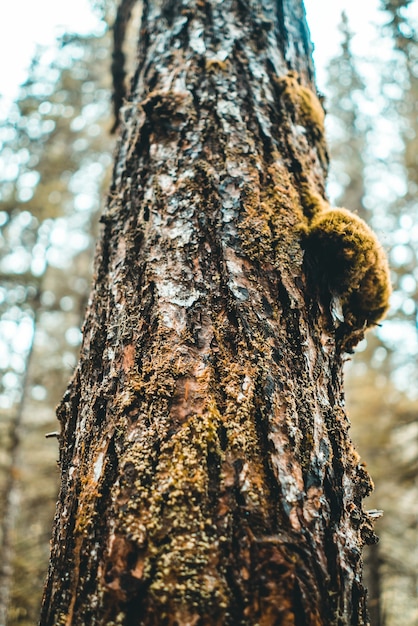 Tronc d'arbre brun