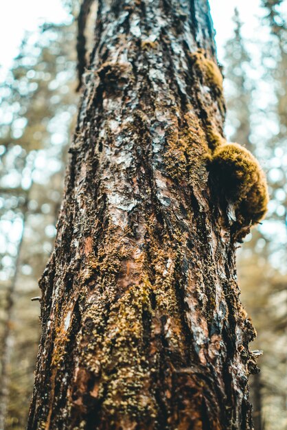 Tronc d'arbre brun