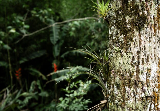 Tronc d'arbre sur fond de végétation floue