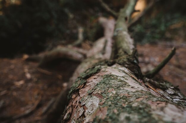 Tronc d&#39;arbre sur le sol