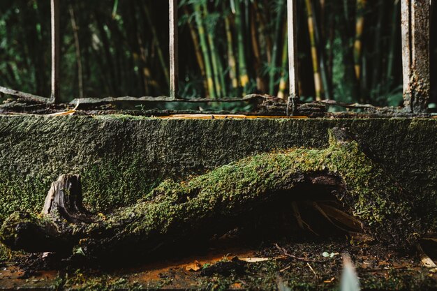 Tronc de mousse en forêt