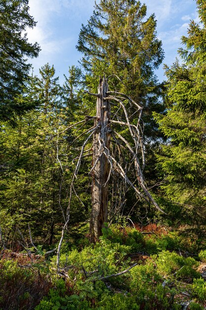 tronc nu dans la forêt