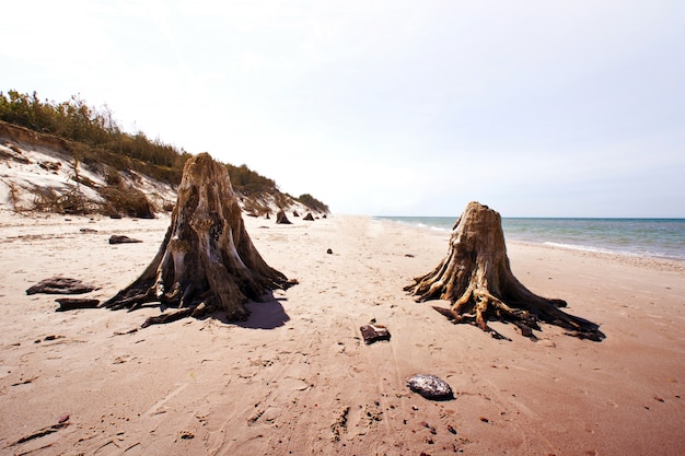 Troncs d&#39;arbres morts dans le parc national de Slowinski.