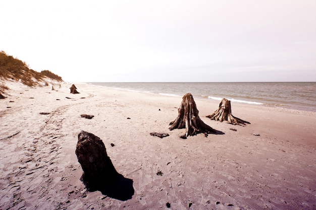 Troncs d&#39;arbres morts dans le parc national de Slowinski.