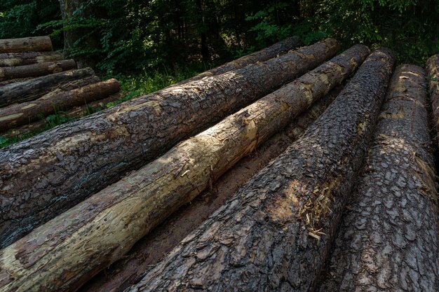 Des troncs en bois empilés dans la forêt
