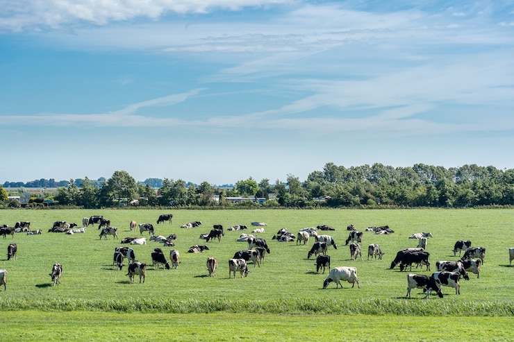 Photo gratuit un troupeau de bétail paît dans une prairie fraîche sous un ciel bleu avec des nuages