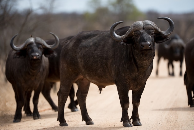 Troupeau de buffles africains marchant sur la route