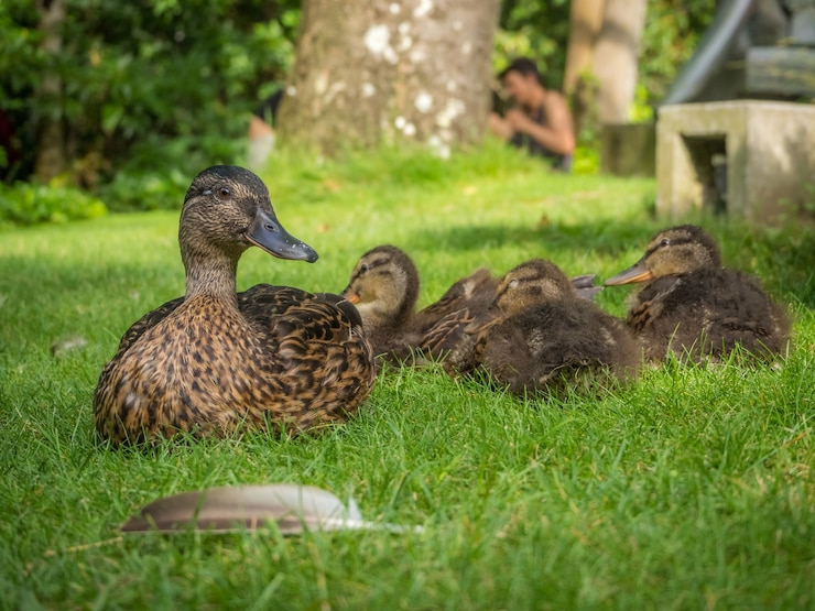 Photo gratuit troupeau de canards dans un champ herbeux sous la lumière du soleil