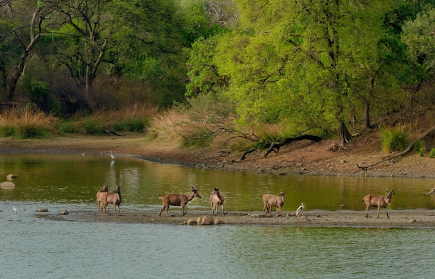 Photo gratuite troupeau de cerfs sauvages au milieu d'un lac entouré de verdure