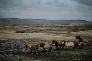 Photo gratuite troupeau de chevaux paissant dans un champ avec une gamme de hautes montagnes rocheuses