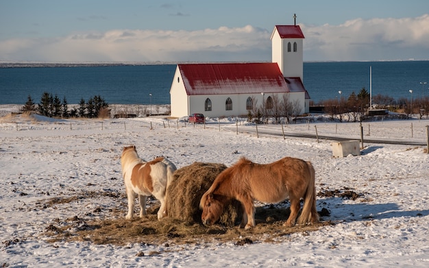 Troupeau De Chevaux Paissant Avec Une église En Arrière-plan