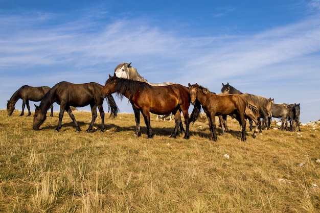 Photo gratuite troupeau de chevaux paissant sur le pâturage sous un beau ciel