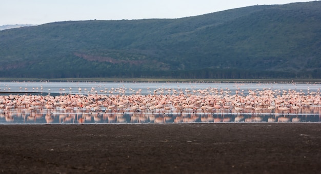 Troupeau de flamants roses plus grands