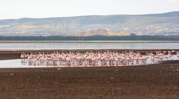 Photo gratuite troupeau de flamants roses