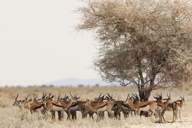 Troupeau de gazelles reposant sous un arbre séché dans un paysage de savane