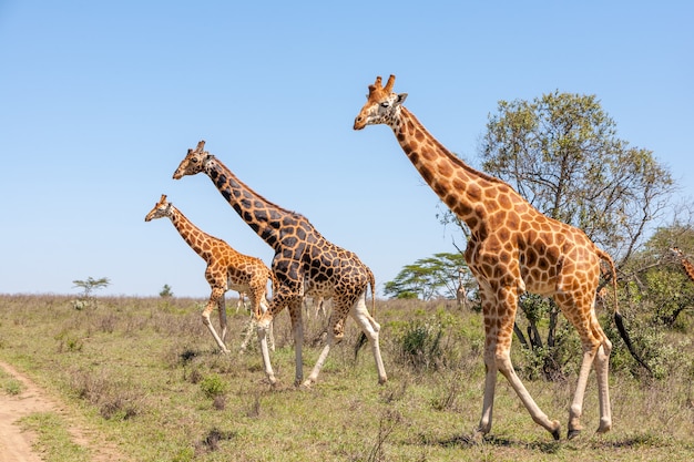 Photo gratuite troupeau de girafes en savane