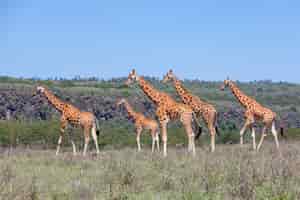 Photo gratuite troupeau de girafes en savane