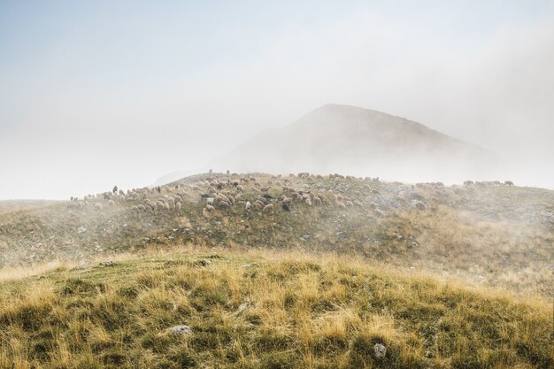 Troupeau de moutons et de bergers dans les montagnes du parc national de Durmitor