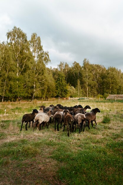 Troupeau de moutons sur champ vert