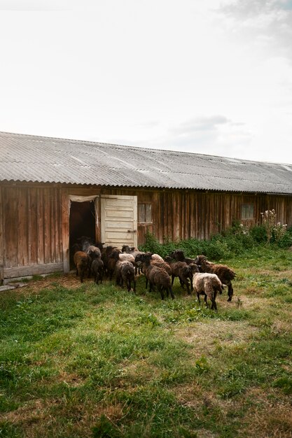 Troupeau de moutons entrant dans la grange