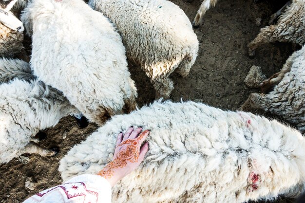 Un troupeau de moutons en Inde