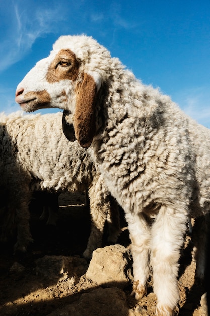 Un troupeau de moutons en Inde