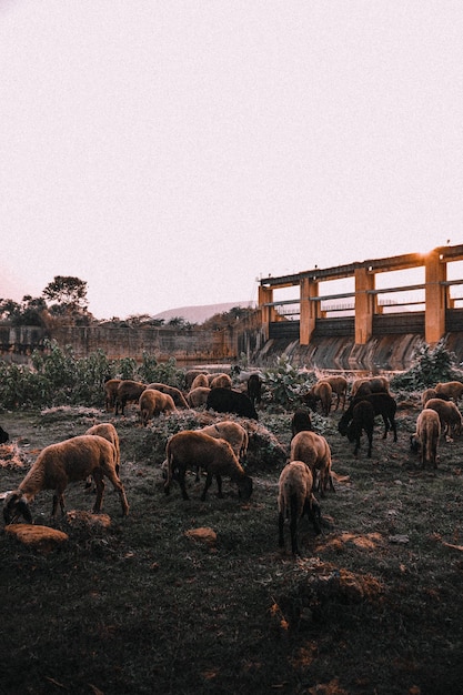 Troupeau de moutons mangeant de l'herbe près d'une rivière sous la lumière du soleil