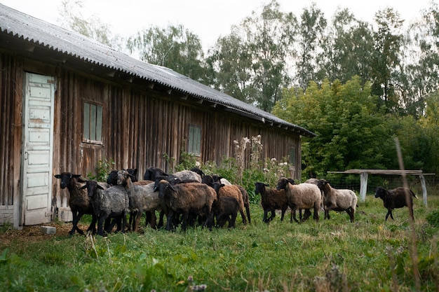 Photo gratuite troupeau de moutons mignon près de la grange