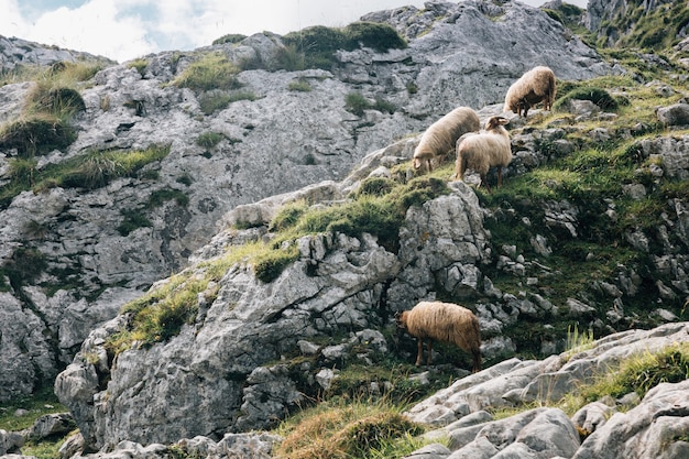 Troupeau de moutons paissant dans les montagnes