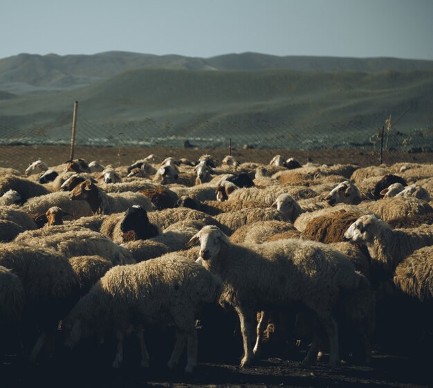 Troupeau de moutons