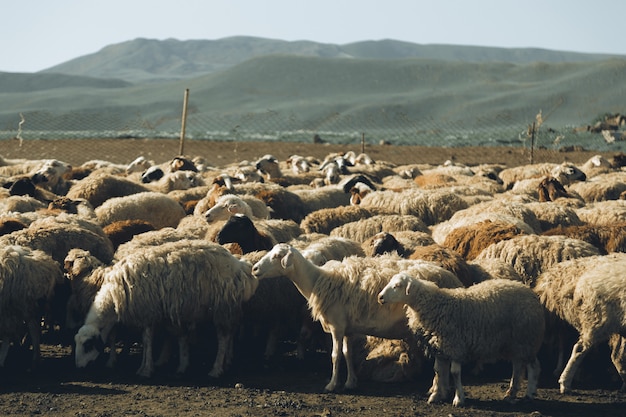 Troupeau de moutons