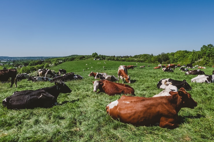 Photo gratuit troupeau de vaches paissant au pâturage pendant la journée