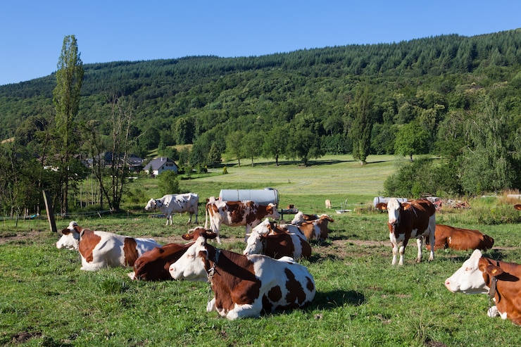 Photo gratuit troupeau de vaches paissant dans le domaine au printemps